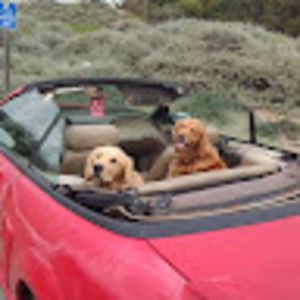 Meet your Posher, Pj